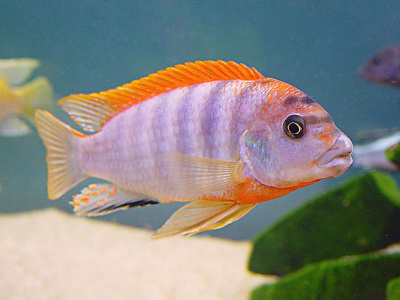 Лабидохромис Хонги